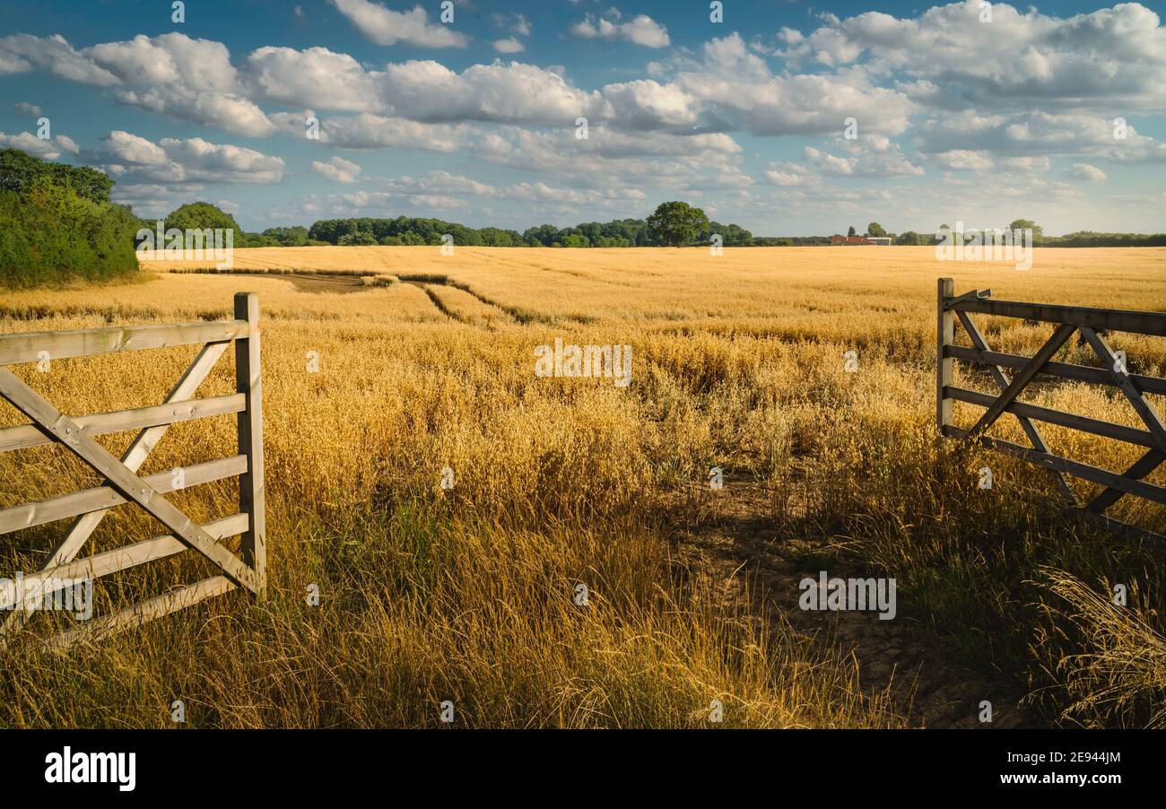 Offenes Farmtor führt in die landwirtschaftliche Landschaft mit Haferkörnern, die während der Trockenperiode im Sommer in Beverley, Yorkshire, Großbritannien reifen. Stockfoto