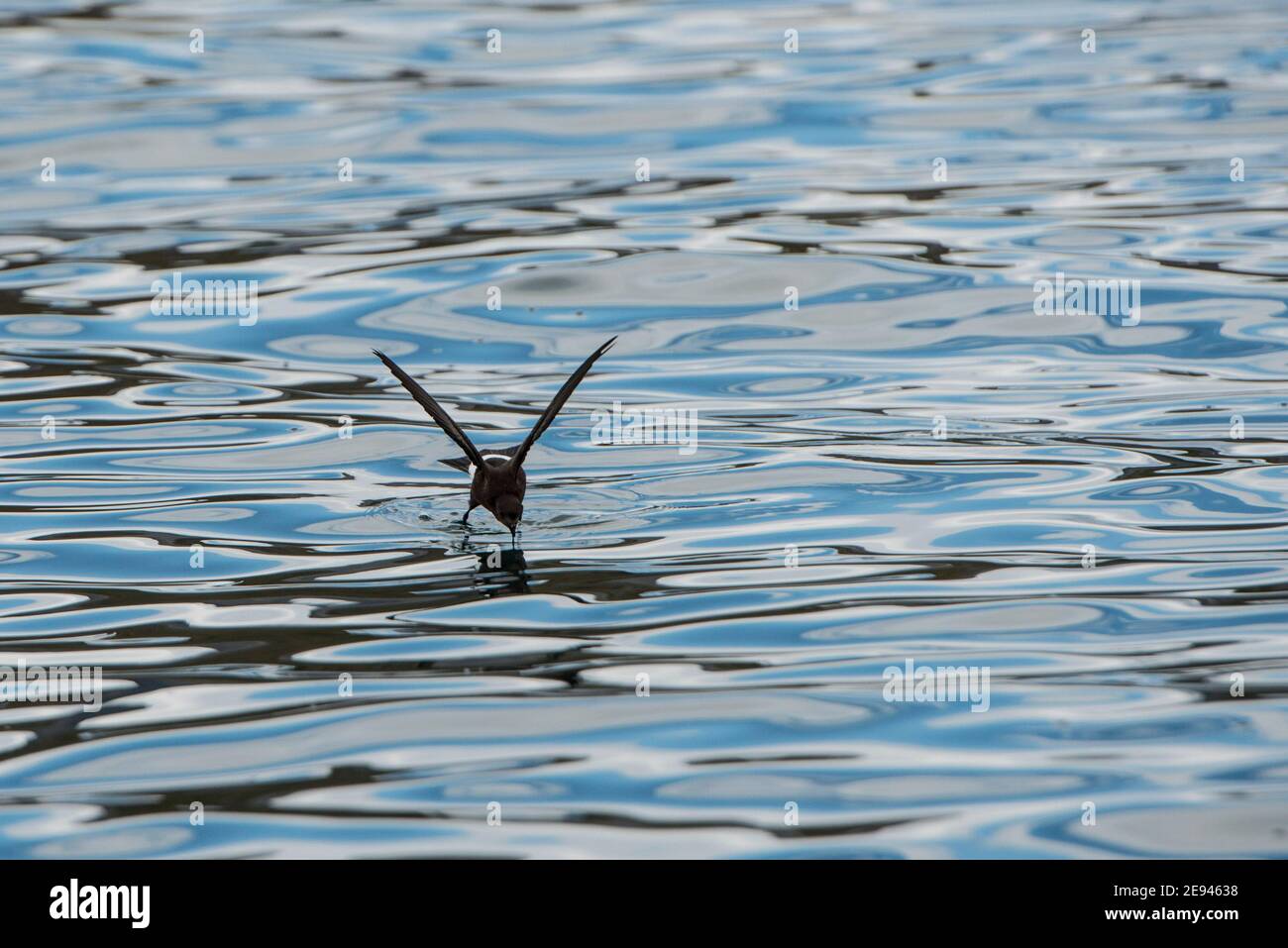 Wilsons Storm Petrel, Oceanites oceanicus, Ocean Harbour, South Georgia Antarktis Stockfoto