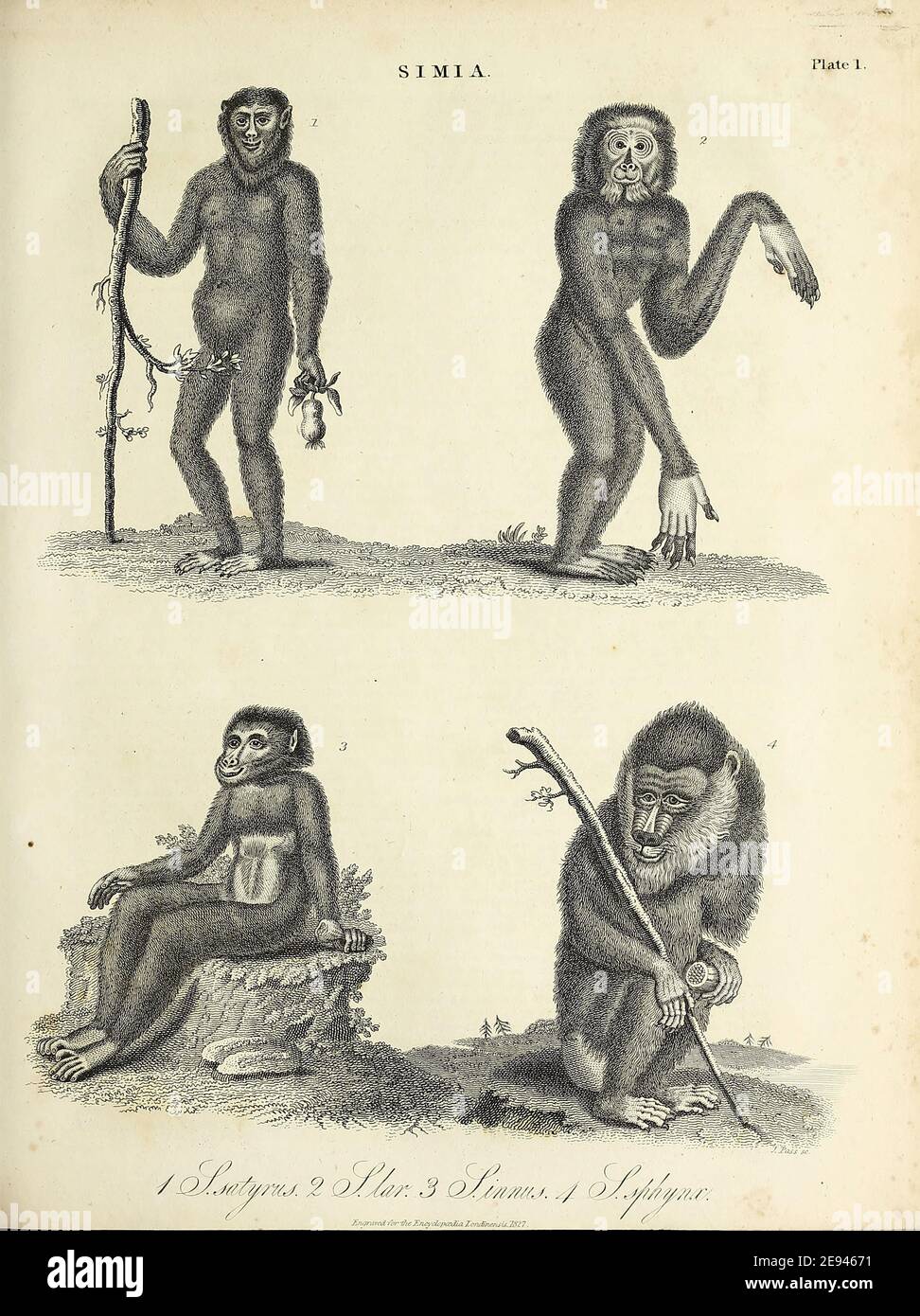Simia eine Klassifikation der Primaten von Carolus Linnaeus hier, die 4 Primatenarten darstellt. Kupferstich aus der Encyclopedia Londinensis oder, Universal Wörterbuch der Künste, Wissenschaften und Literatur; Band XXIII; herausgegeben von Wilkes, John. Veröffentlicht 1828 in London Stockfoto