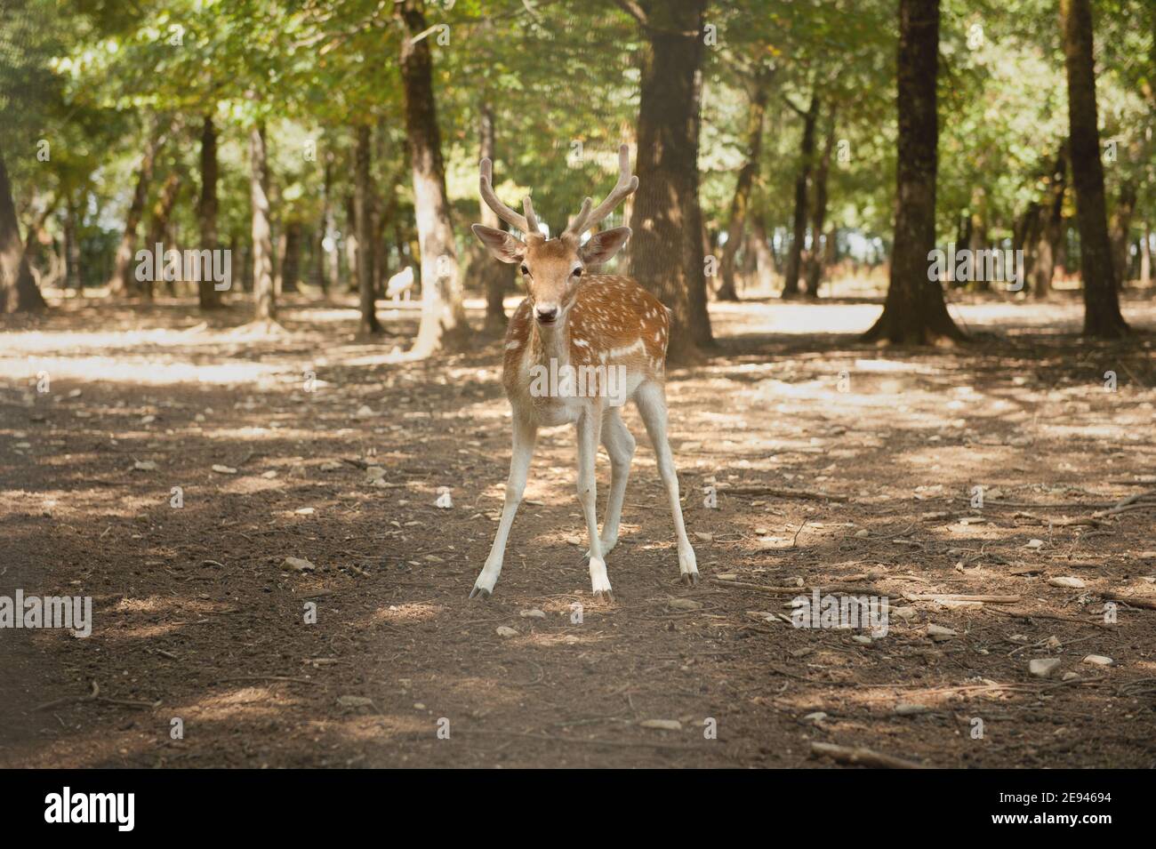 Junge männliche Damhirsche mit Samtgeweih im Wald Frankreichs im Sommer Stockfoto