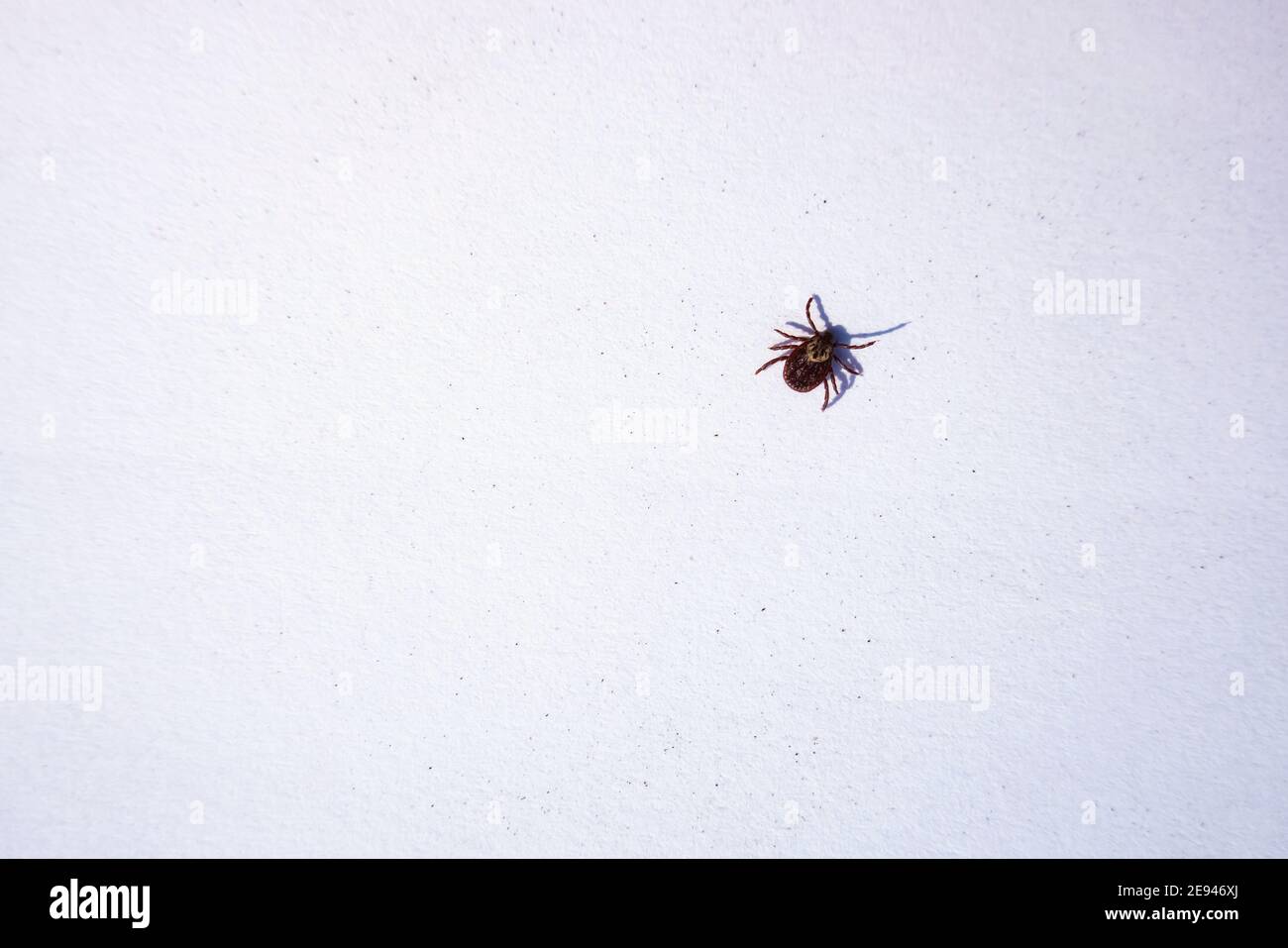 Reife amerikanische Hund Zecken kriechen auf weißem Hintergrund. Diese Arachniden eine aktivste im Frühjahr und kann Karrieren der Lyme-Borreliose oder Enzephalitis sein Stockfoto