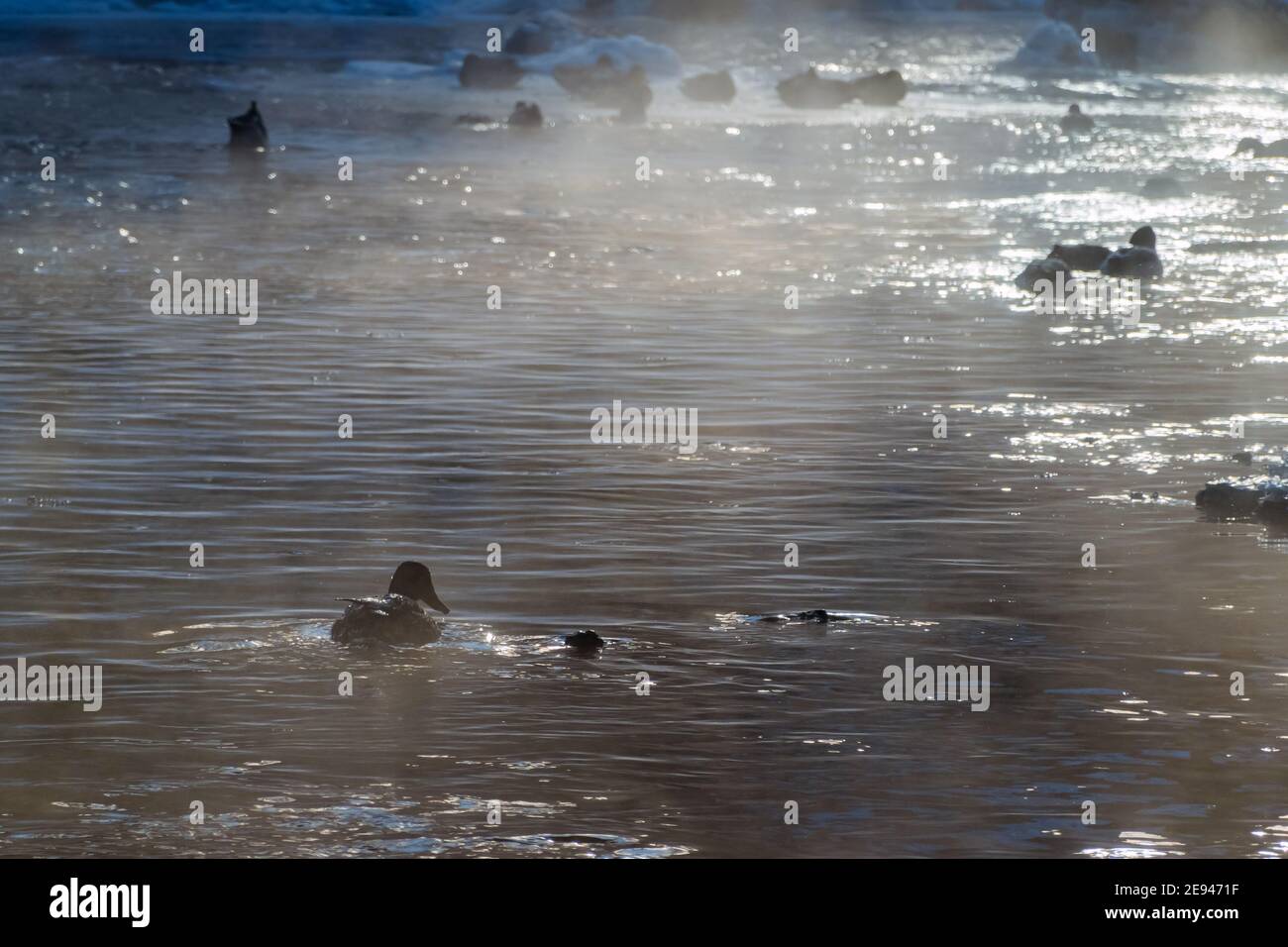 Enten schwimmen im Fluss an einem kalten Wintermorgen. Wasservögel auf der Suche nach Nahrung. Stockfoto