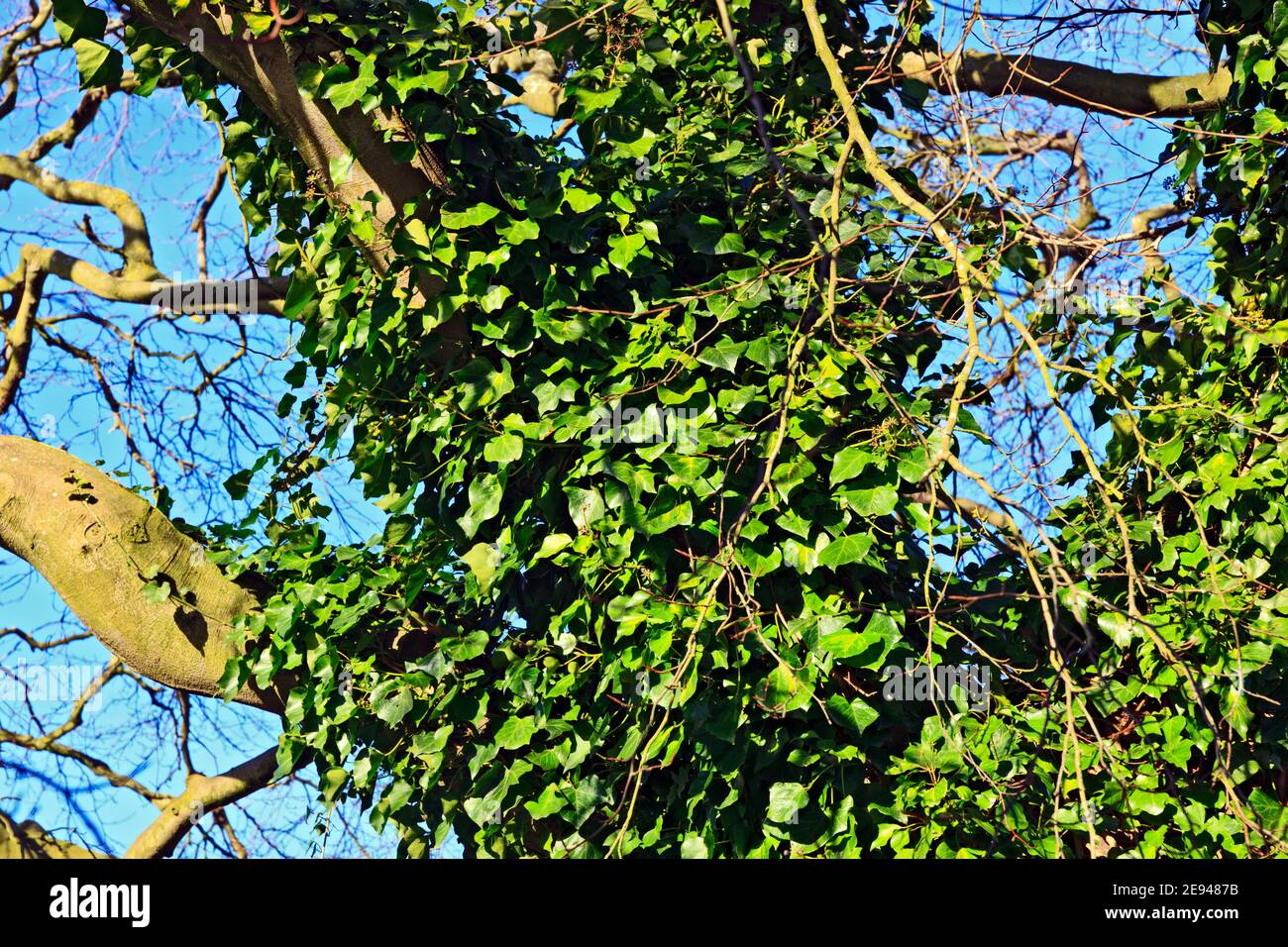 Baumstamm bedeckt mit gemeinsamem Efeu-Wachstum. Stockfoto