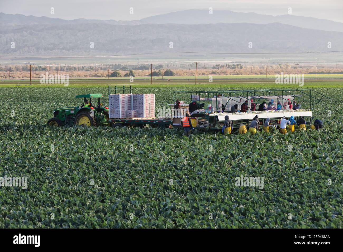 Hispanische Landarbeiter ernten - Verpacken von Bio-Blumenkohl 'Brassica oleracea var. botrytis', John Deere Traktor, frühmorgendliches Licht, Kalifornien. Stockfoto
