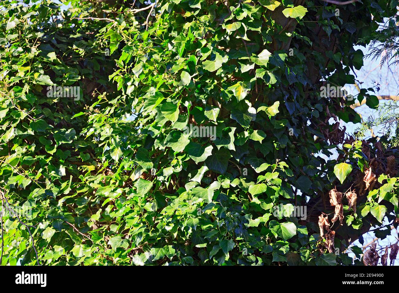 Baumstamm bedeckt mit gemeinsamem Efeu-Wachstum. Stockfoto