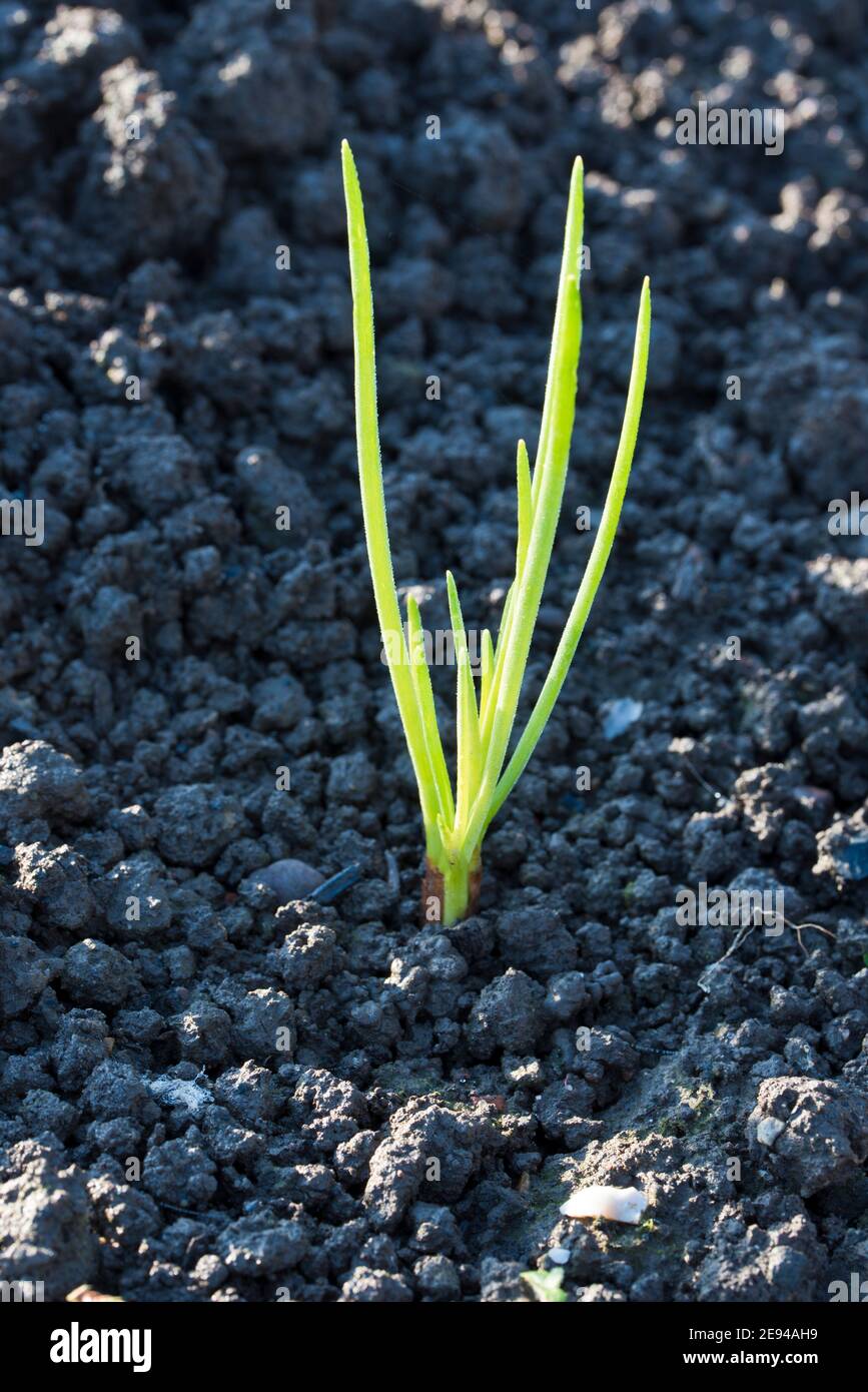 Schalotten, Jermor, Herbst gepflanzt Zwiebeln Stockfoto