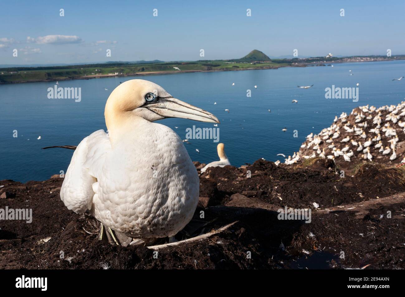 Gannet (Morus bassanus) auf Nest, Firth of Forth, Schottland, UK Stockfoto