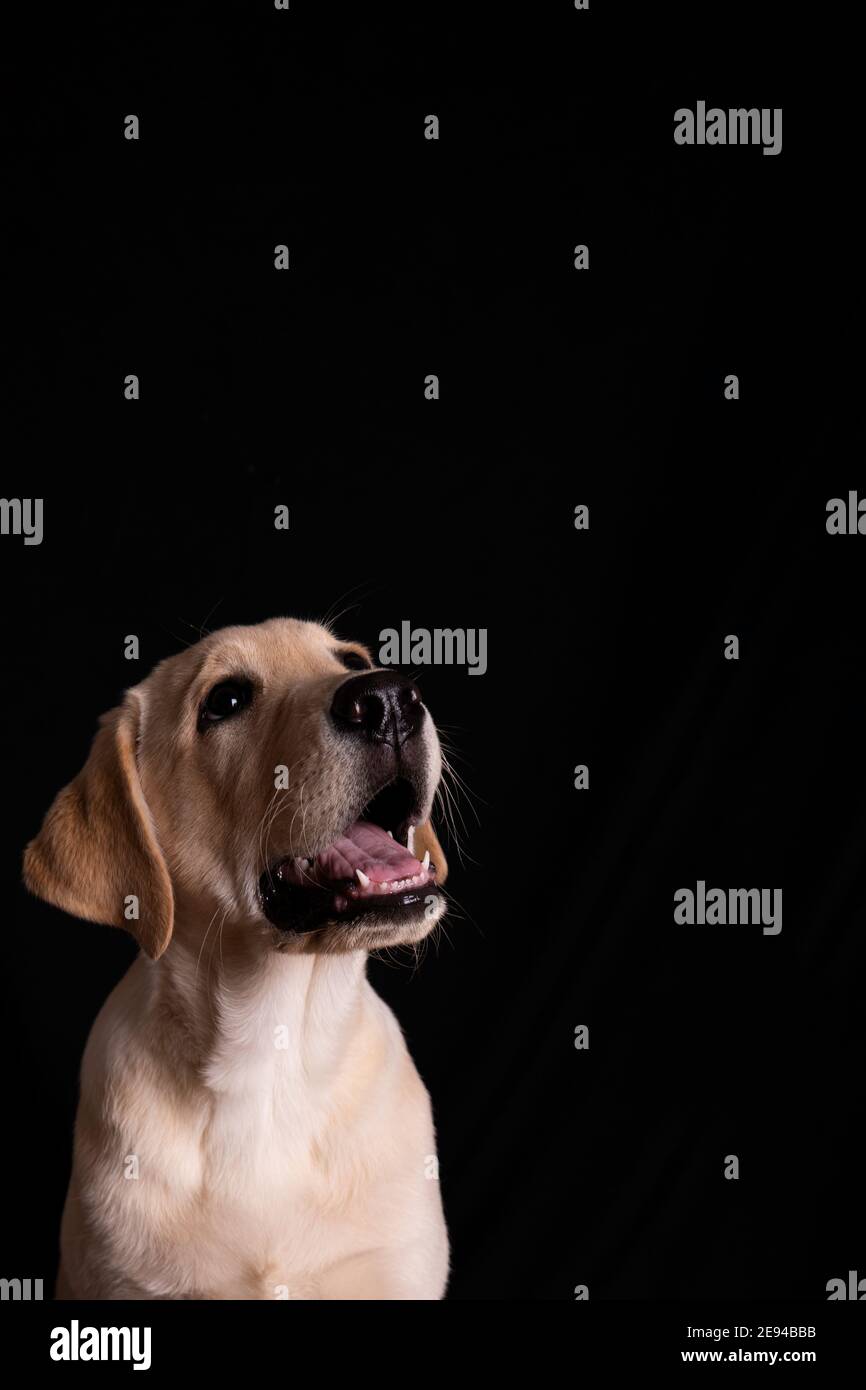 Baby labrador bellt und schaut mit seinen schönen Augen auf, Porträt eines Hundes auf schwarzem Hintergrund Stockfoto