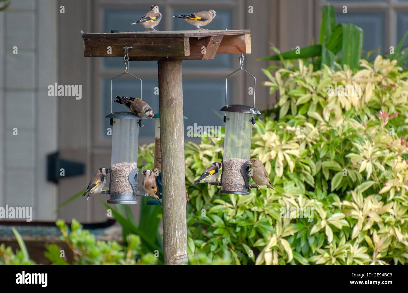 Finken füttern auf Sonnenblumenkernherzen sechs 6 kleinen Garten Vögel gefiederte Freunde weibliche Buchfinken Goldfinken carduelis carduelis fring Stockfoto