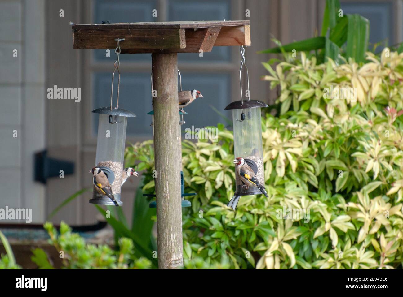 Vier Goldfinken füttern auf Sonnenblumenkernherzen 4 kleiner Garten Vögel gefiederte Freunde Goldfinken Goldfinken carduelis carduelis Finken Fütterung essen Stockfoto