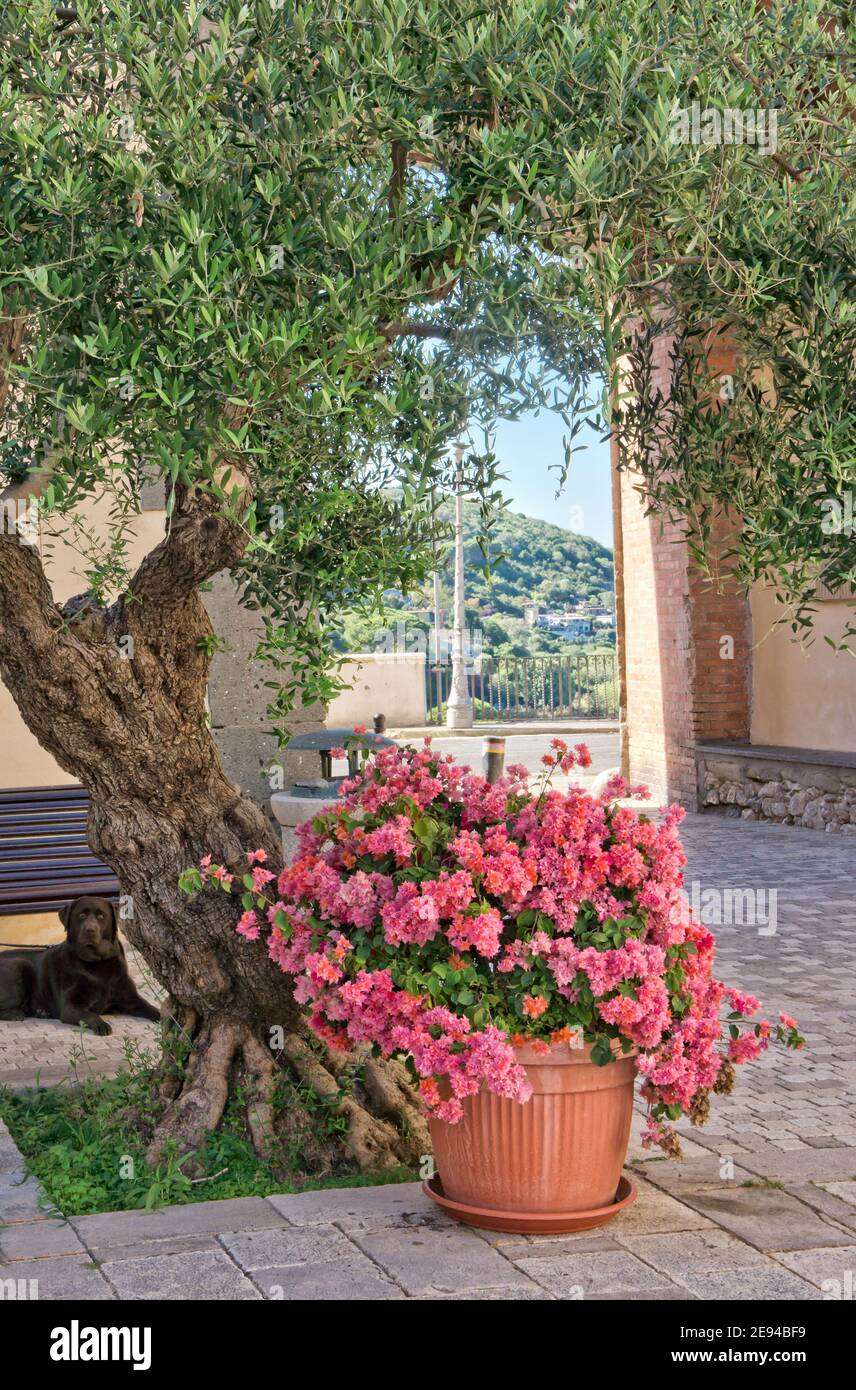 Gasse in San Felice Circeo - Latina Italien Stockfoto