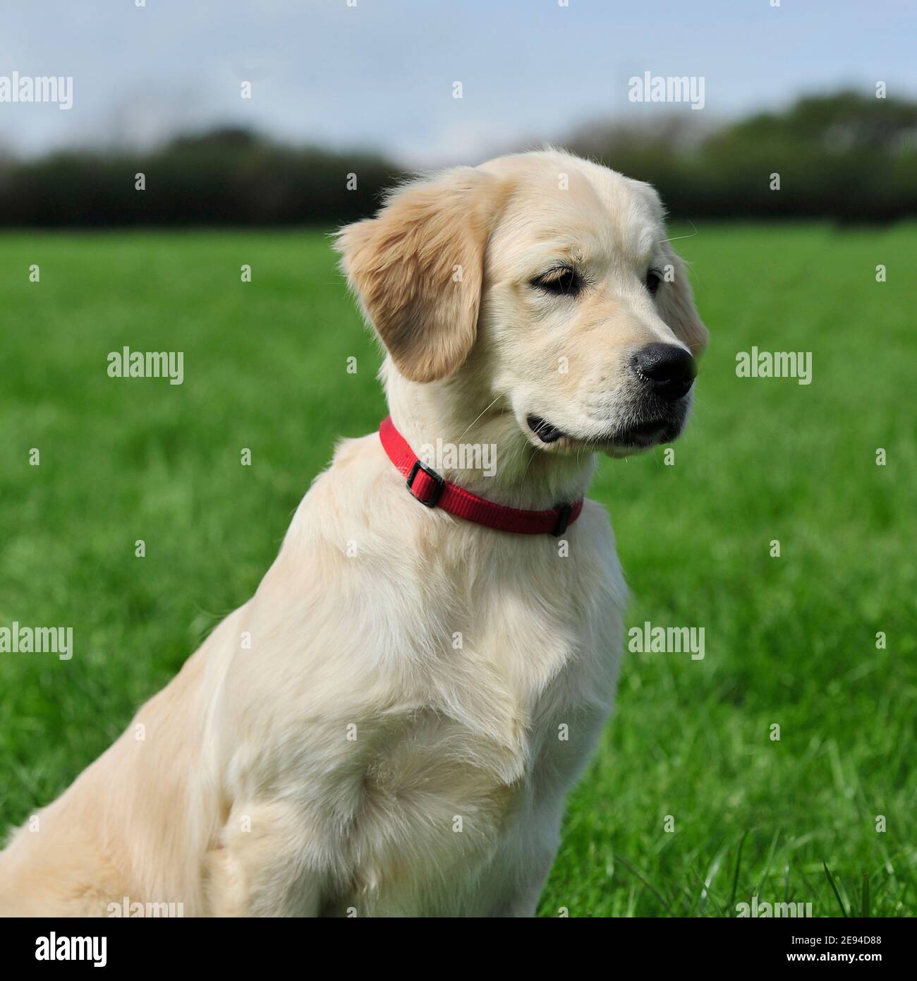 Golden Retriever Hund Welpen Stockfoto