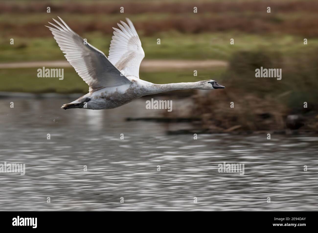 Junger stummer Schwan auf einem seiner ersten Flüge Stockfoto