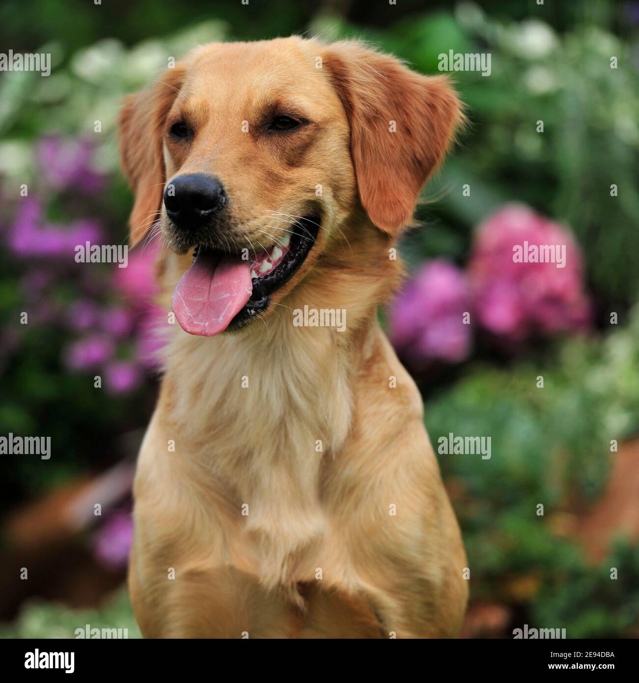 Golden Retriever Hund Stockfoto