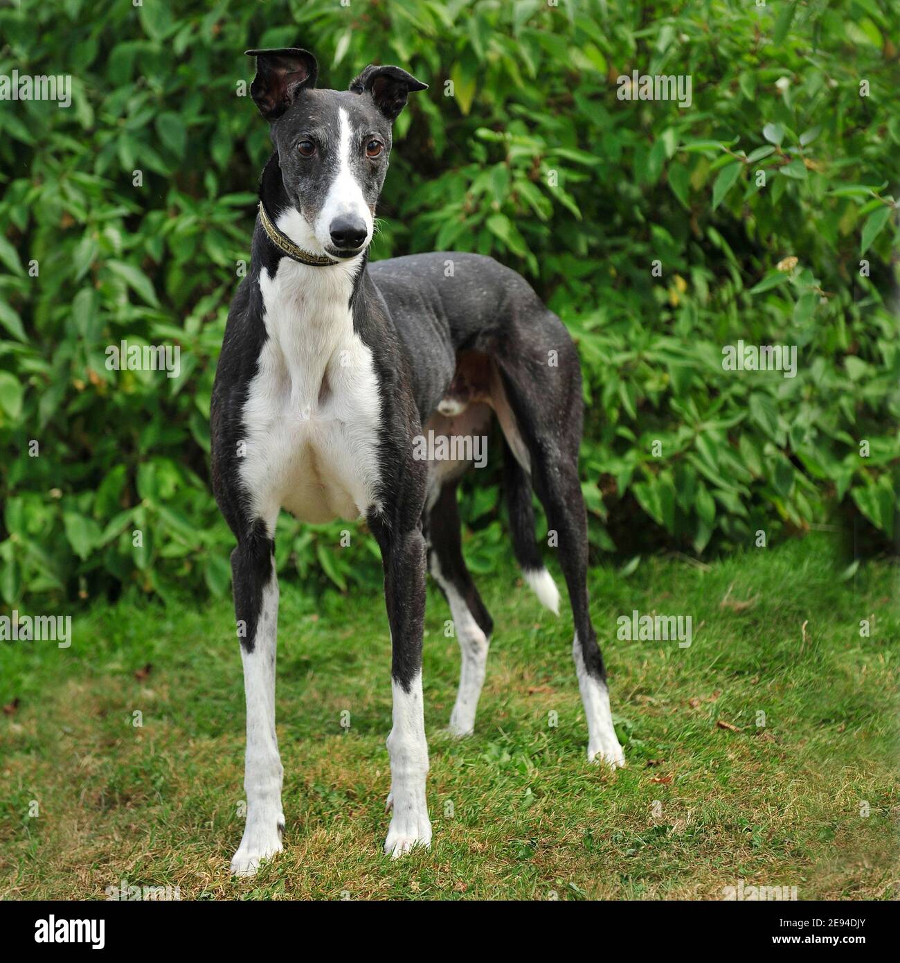 Windhund Stockfoto