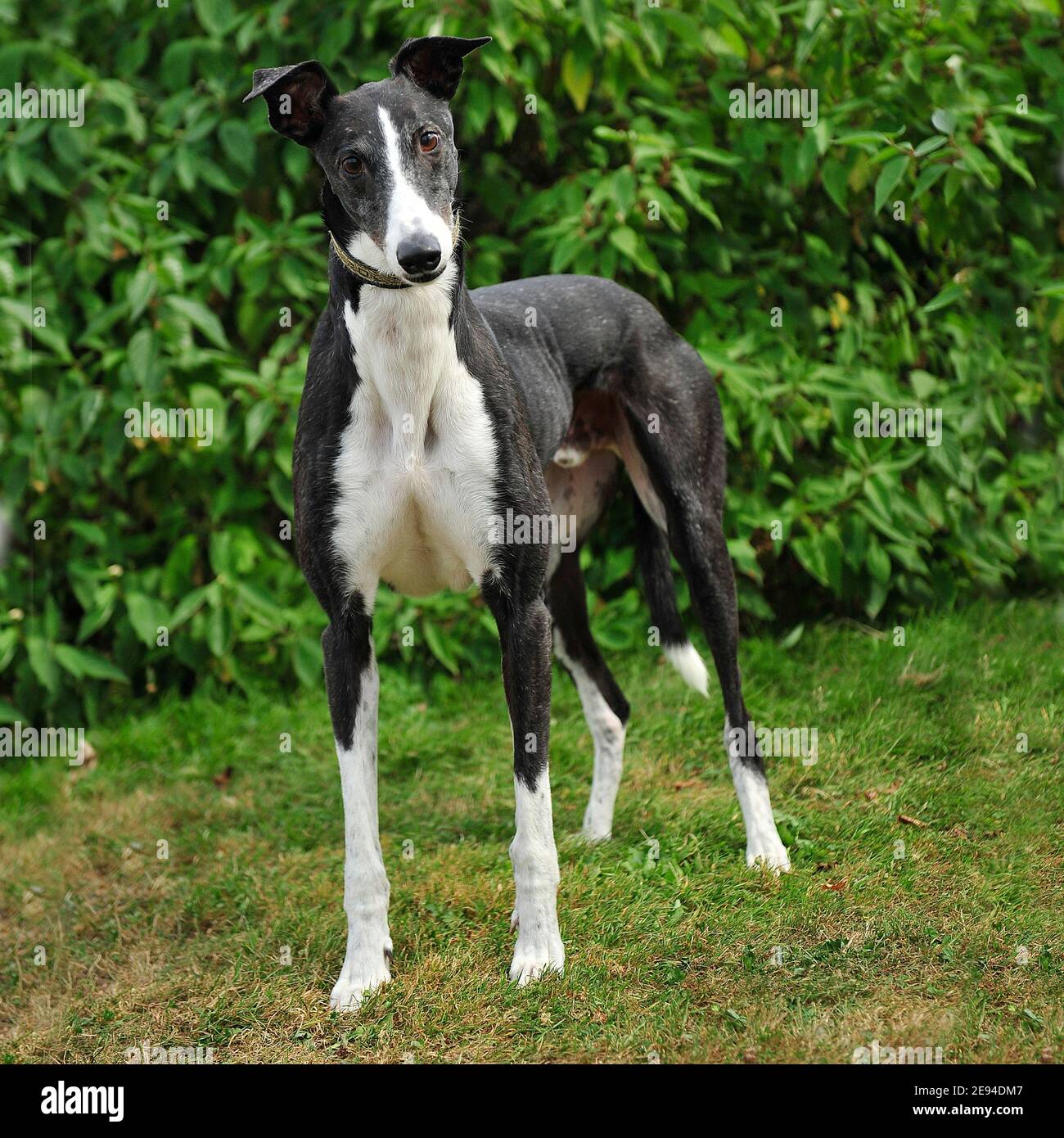 Windhund Stockfoto