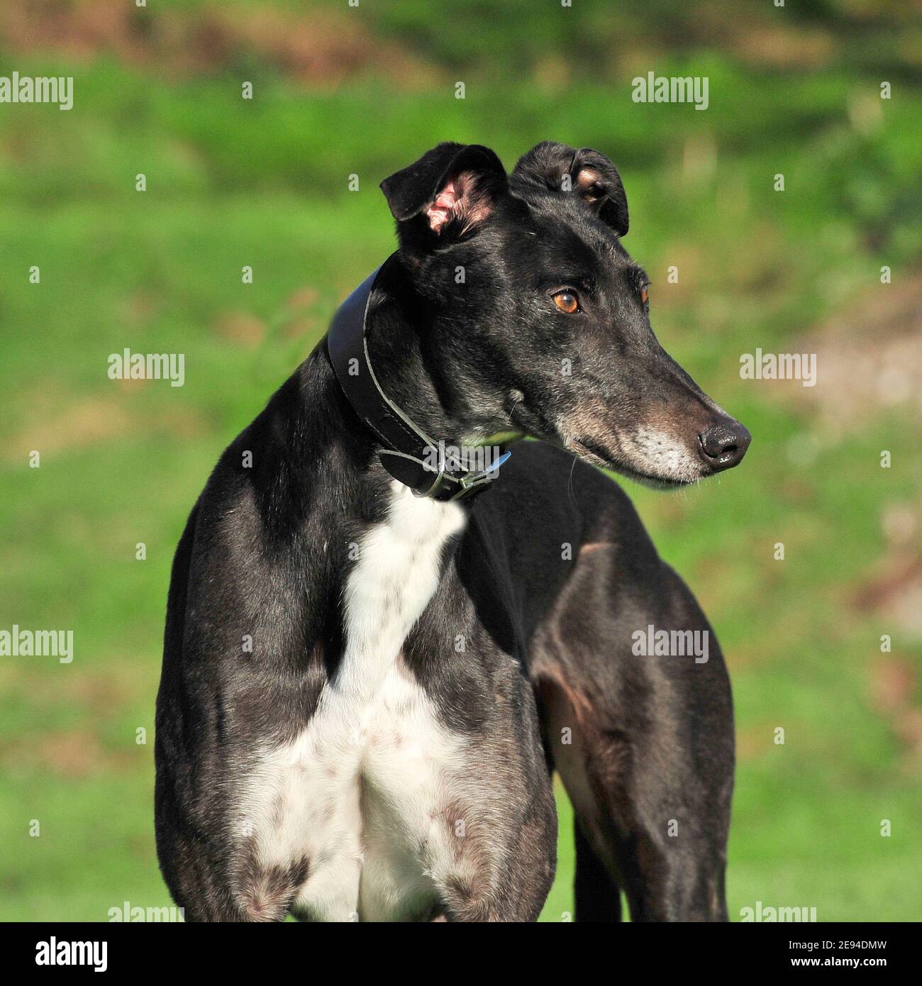 Windhund Stockfoto
