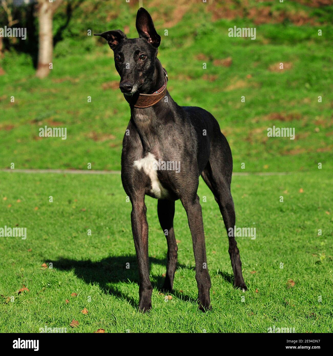 Windhund Stockfoto