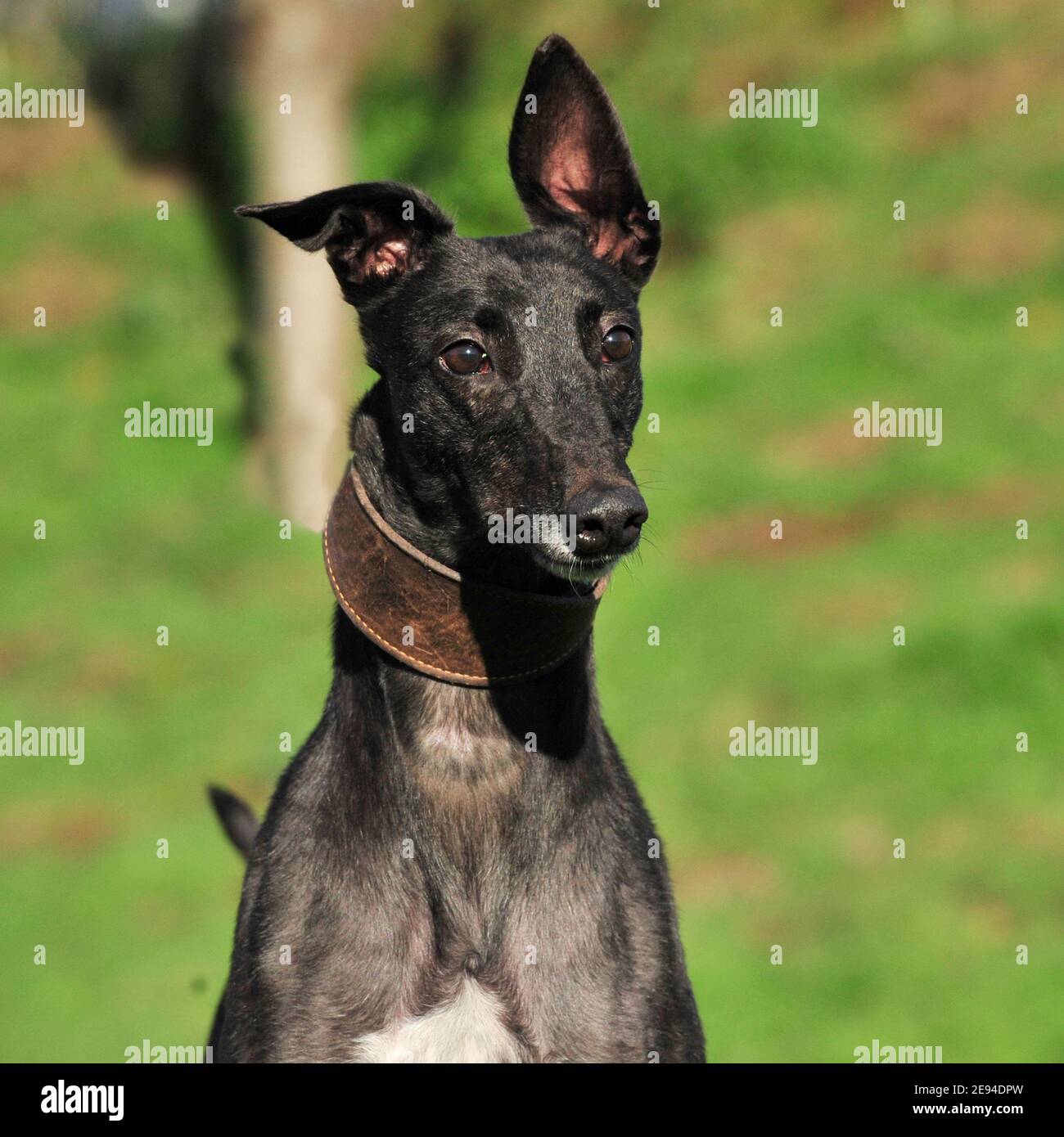 Windhund Stockfoto