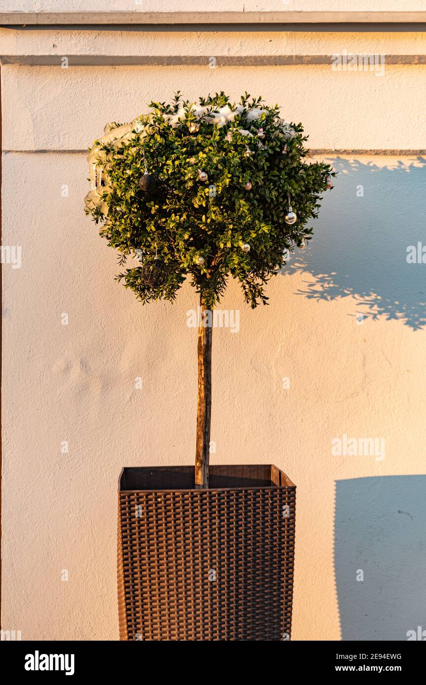 Ein dekorativer Baum in einem Blumenbeet wirft einen Schatten auf Die Wand bei Sonnenuntergang Stockfoto
