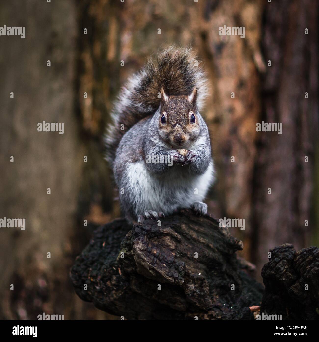 Ein Eichhörnchen füttert und posiert für ein Porträt in einem Park in London. Stockfoto