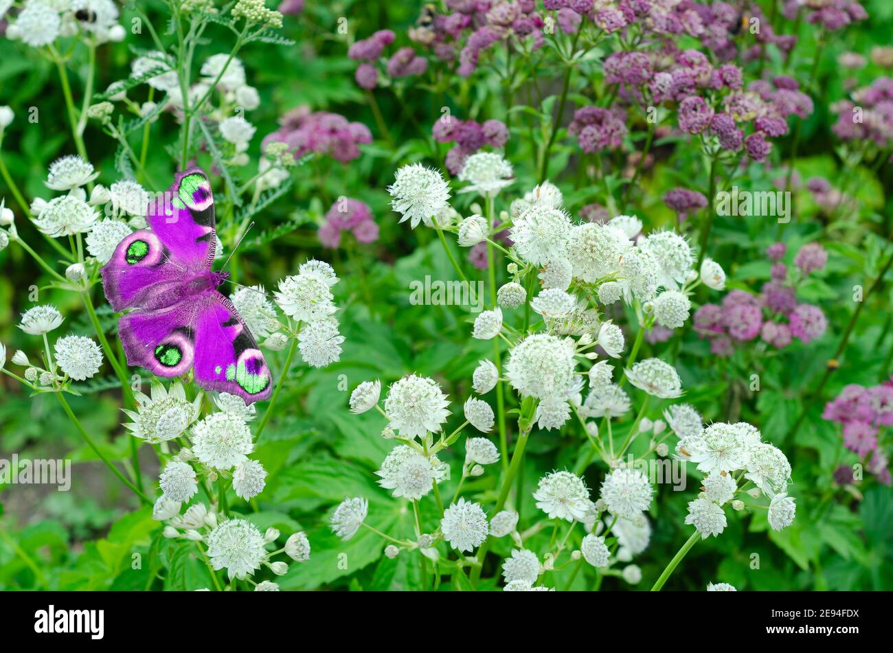 Unfokussierter Hintergrund mit weißen und rosa Blüten und einem lila Schmetterling. Selektiver Fokus Stockfoto