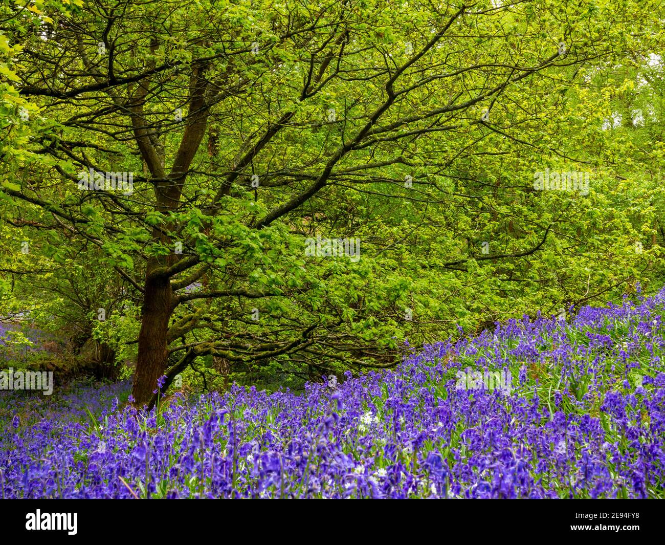 Bluebells und Bäume im Frühling im Bow Wood bei Lea Im Derbyshire Peak District England Stockfoto