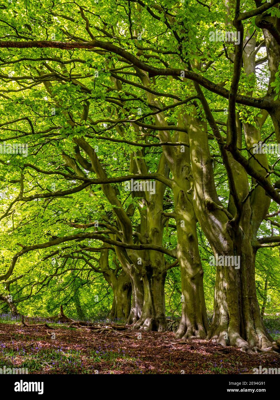 Buche im Frühling bei Bow Wood bei Lea in The Derbyshire Peak District England Großbritannien Stockfoto