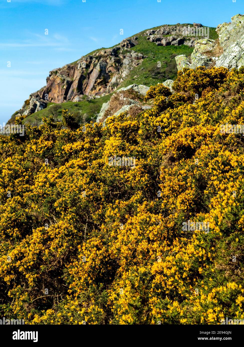 Gorse Fabaceae ein dorniger immergrüner Strauch, der im Frühjahr wächst Ein Hügel oberhalb von Deganwy in Conwy North Wales, Großbritannien Stockfoto