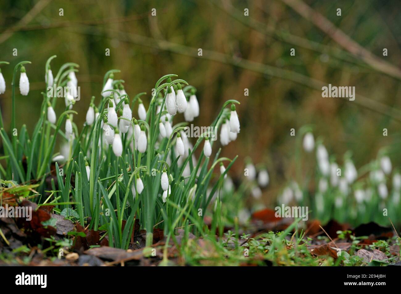 Im Painswick Rococo Garden in der Nähe von Gloucester kommen Schneeglöckchen auf ihre eigene Faust. Die Hochsaison beginnt in der Regel Ende Januar Anfang Stockfoto