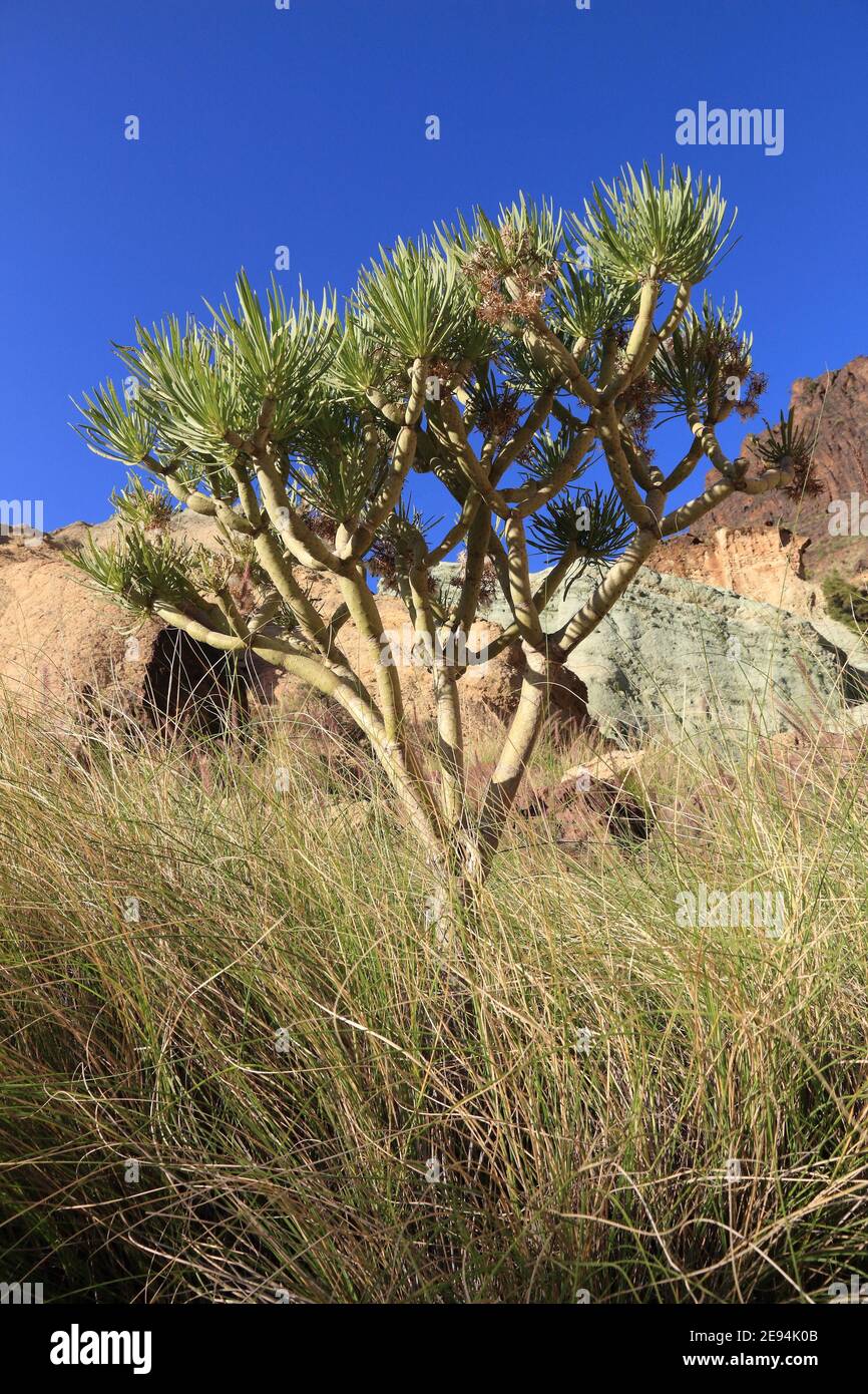 Gran Canaria vulkanischen Landschaft - los Azulejos farbige Felsen. Dracena tamaranae Pflanzenarten. Stockfoto