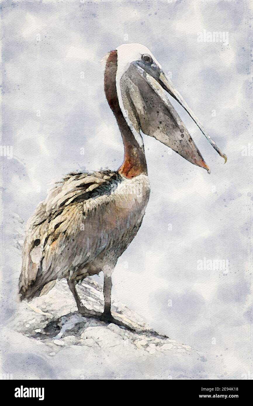 Pelikan, großer Wasservogel. Aquarellillustration. Stockfoto