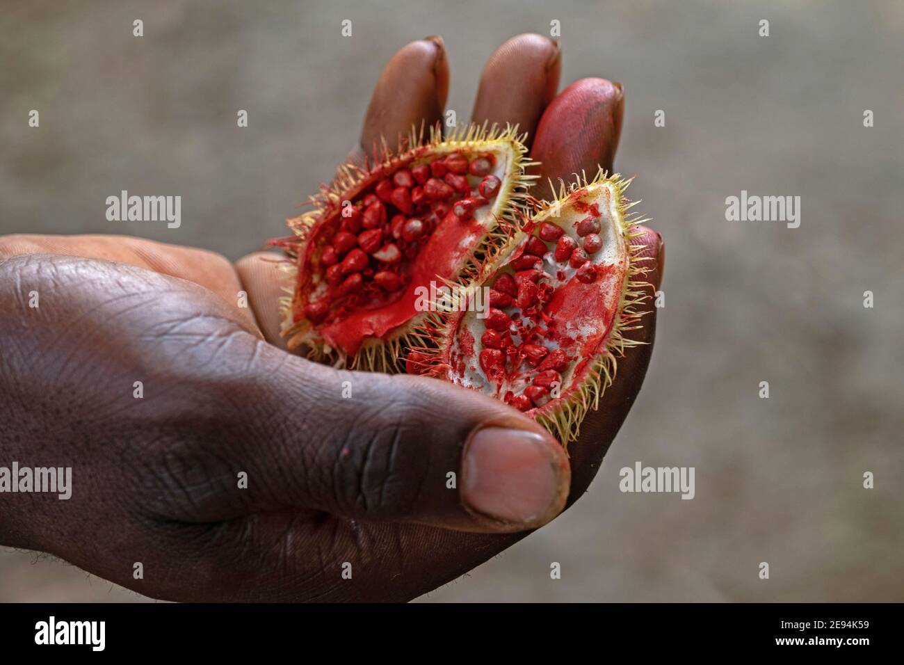 Nahaufnahme von reifen Achiote (Bixa orellana) Schoten, die die roten Samen zeigen, Quelle von Annatto, einer natürlichen orange-roten Würze, die als Lebensmittelfarbe verwendet wird Stockfoto