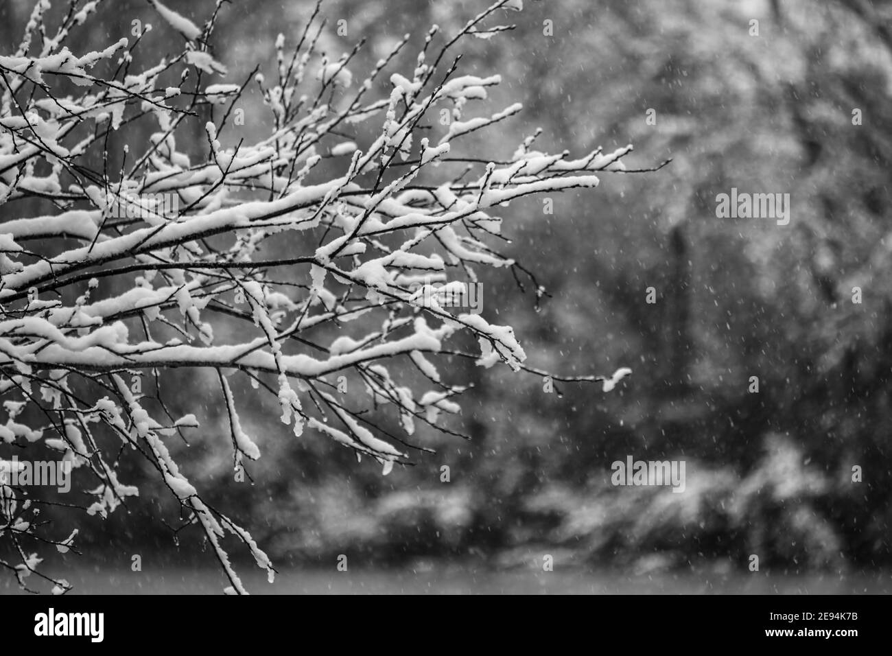 Schnee baut sich auf Ästen auf, während es noch schneit. Stockfoto