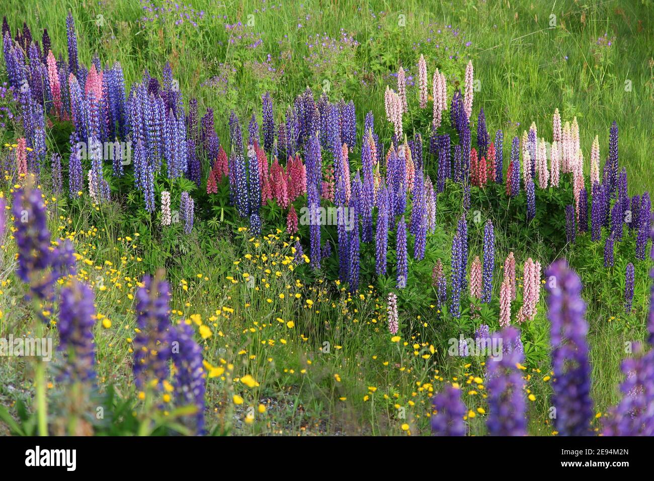 Lupine Blumen in Norwegen. Stauden mehrjährige Pflanze in der hülsenfrucht Familie Fabaceae. Stockfoto