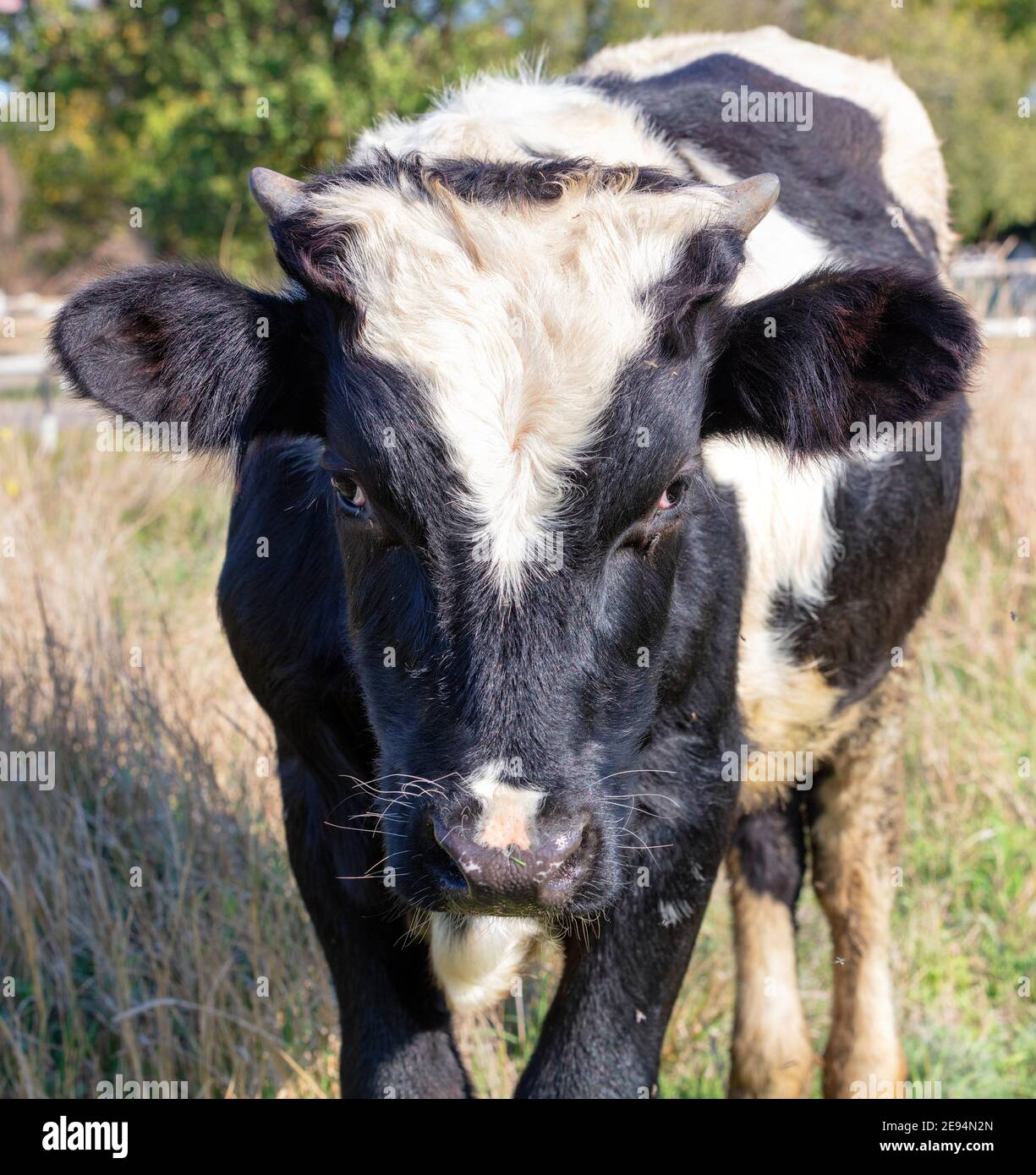 Porträt eines jungen Stiers auf einem Hintergrund von Weide in Unschärfe. Stockfoto
