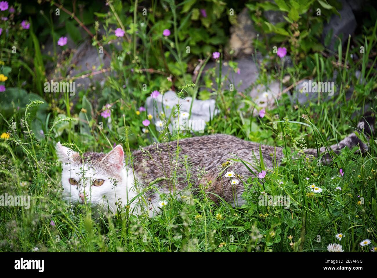 Niedliche Cate in saftig grünen Gras mit bunten Wildblumen Stockfoto
