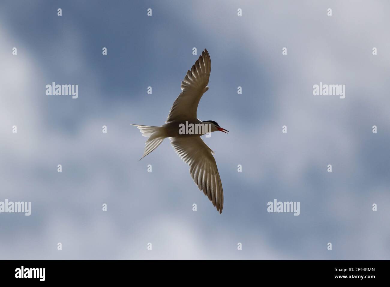 Seeschwalbe direkt über dem Himmel und gegen einen blauen Himmel mit Wolken. Yorkshire Wildlife Trust Reserve North Cave Wetlands, North Cave, East Yorkshire, Großbritannien Stockfoto