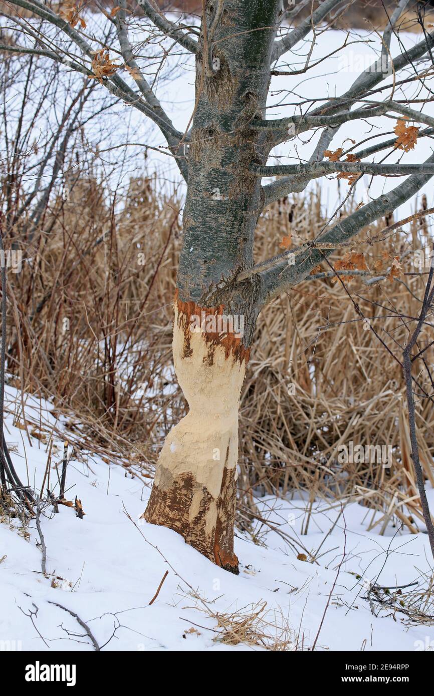 Ein Baum, der von einem Biber zur Hälfte abgehauen wurde Stockfoto