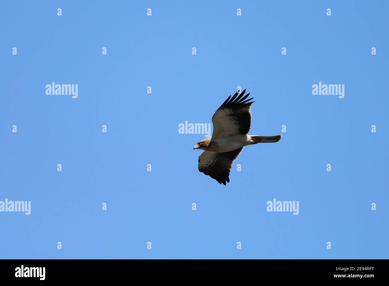 Zwergadler (hieraaetus pennatus) vor blauem Himmel, Fahrt über das Naturschutzgebiet El Fondo, in der Nähe von Crevillente, Costa Brava, Spanien. Stockfoto