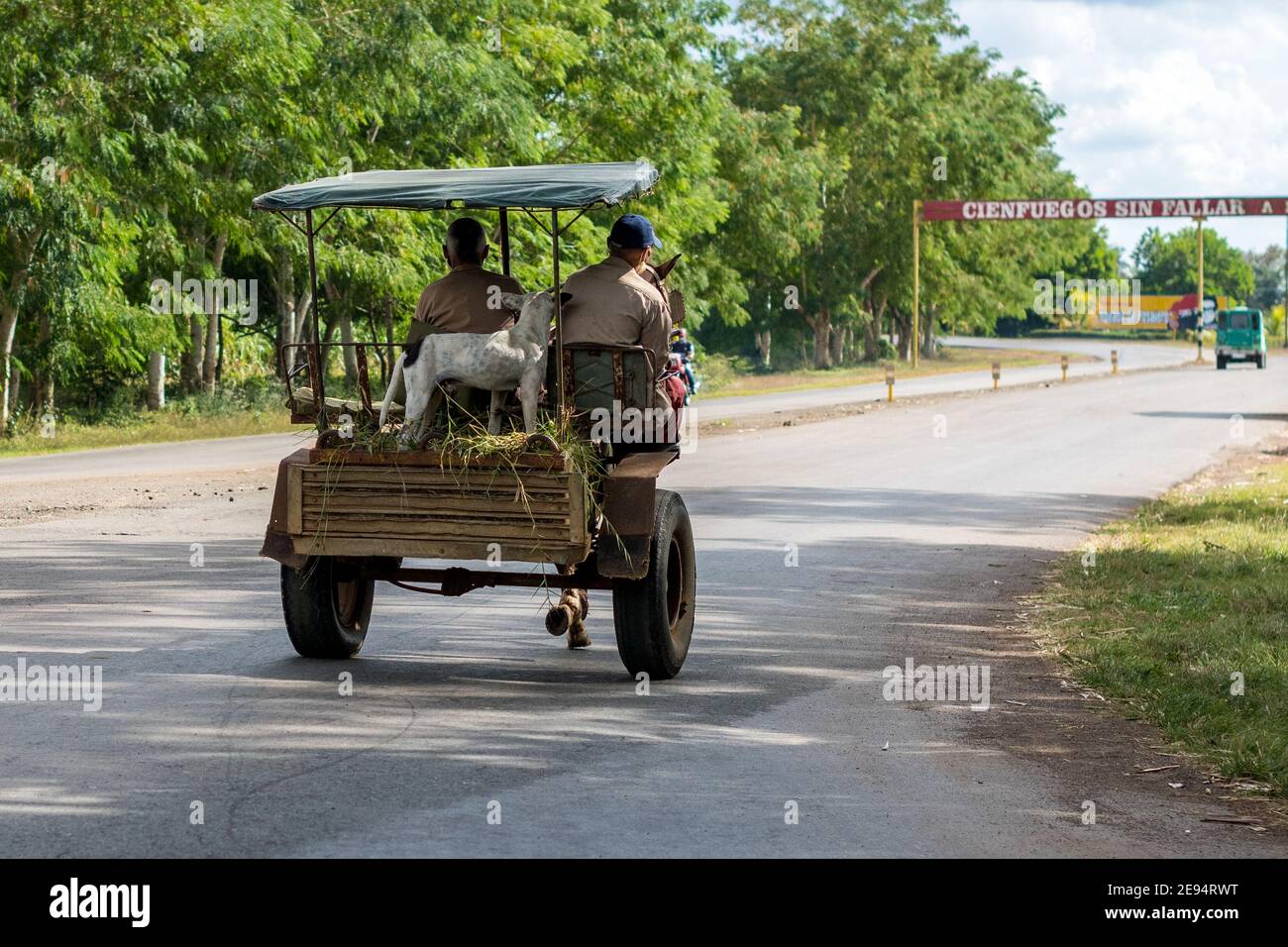 Hund im Pferdewagen in der Provinz Cienfuegos gesehen. Lebensstile echter Kubaner. Stockfoto