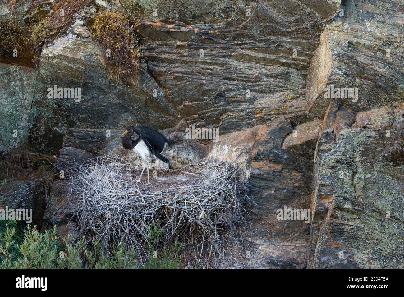 Cigüeña NEGRA (Ciconia nigra) Stockfoto