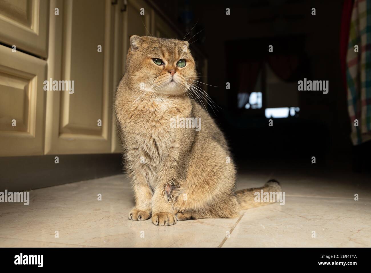 golden scottish Falte Katze krank mit Flechten, Ringwurm wund auf der Haut.  Hochwertige Fotos Stockfotografie - Alamy