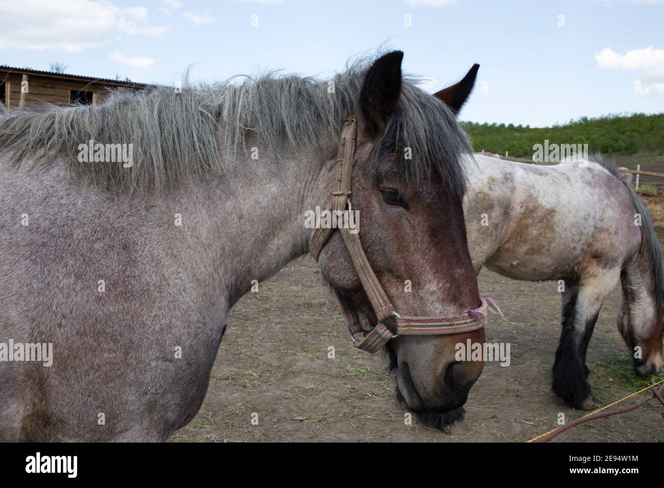 Kräftiges belgisches Pferd, das im moldawischen Feld steht. Nahaufnahme. Stockfoto