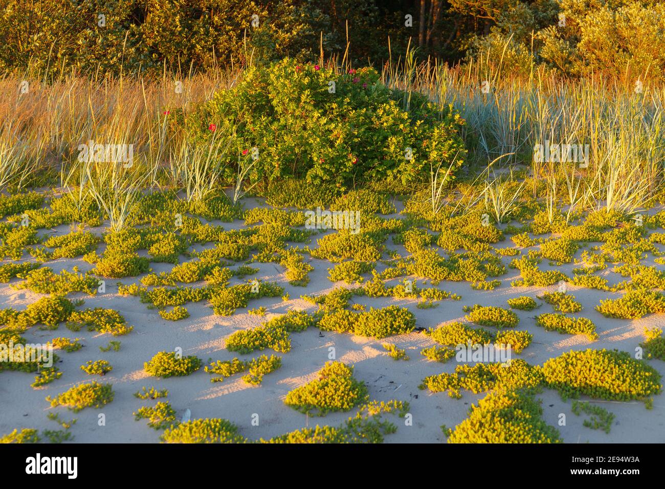 Sandstrand, Gras, Sträucher und Bäume bei Sonnenuntergang. Ostseeküste. Stockfoto