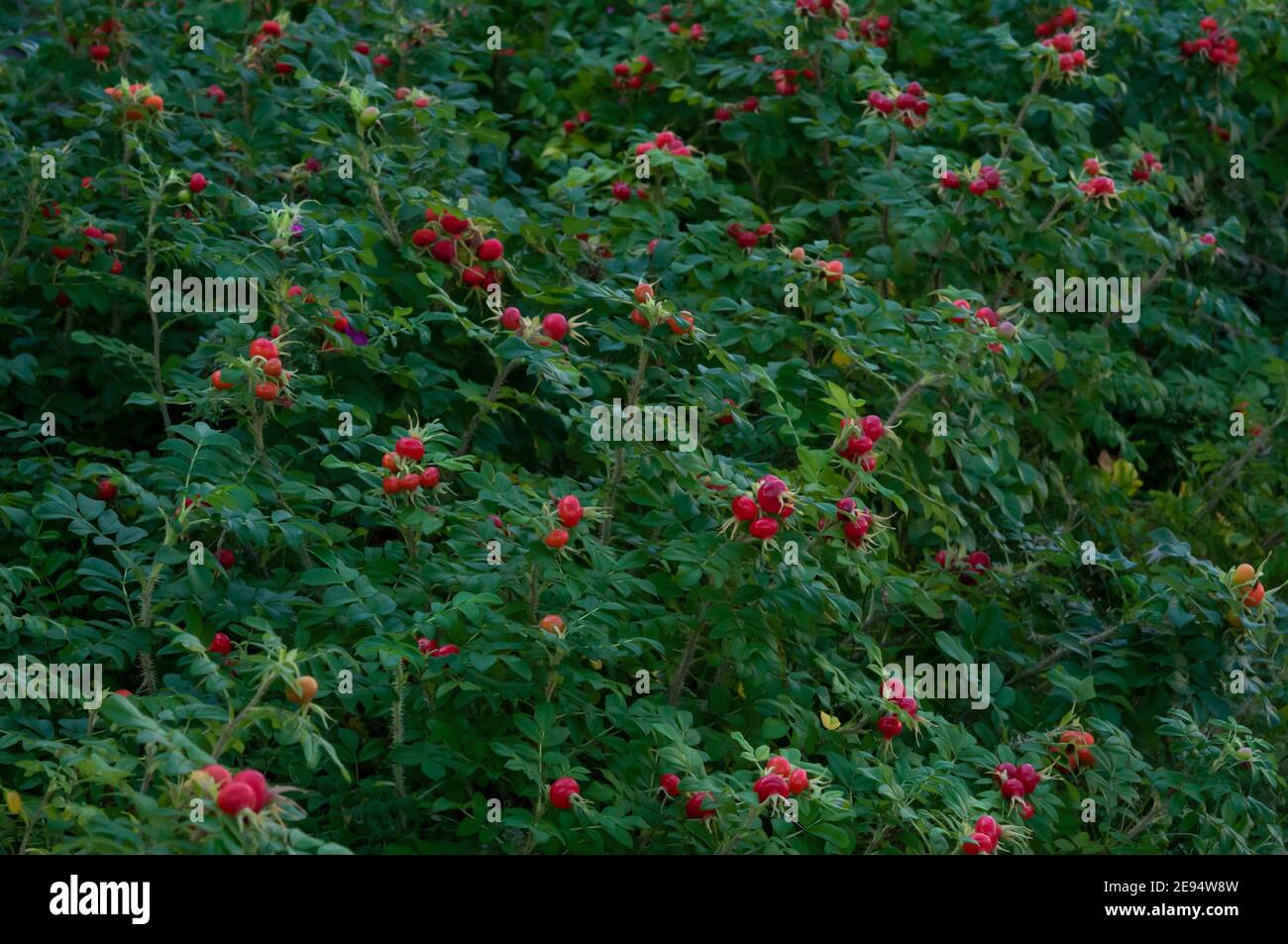 Ein Dickicht einer Heckenrose, Puumala, Finnland Stockfoto