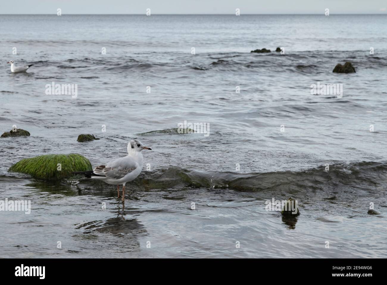 Eine Möwe steht in den flachen Gewässern in der Abenddämmerung, Ostseeküste, Kaliningrad Region, Russland Stockfoto
