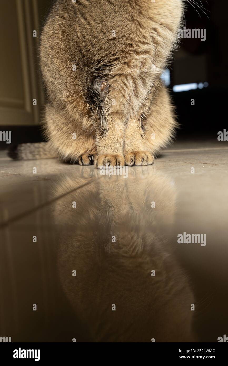 golden scottish Falte Katze krank mit Flechten, Ringwurm wund auf der Haut.  Hochwertige Fotos Stockfotografie - Alamy