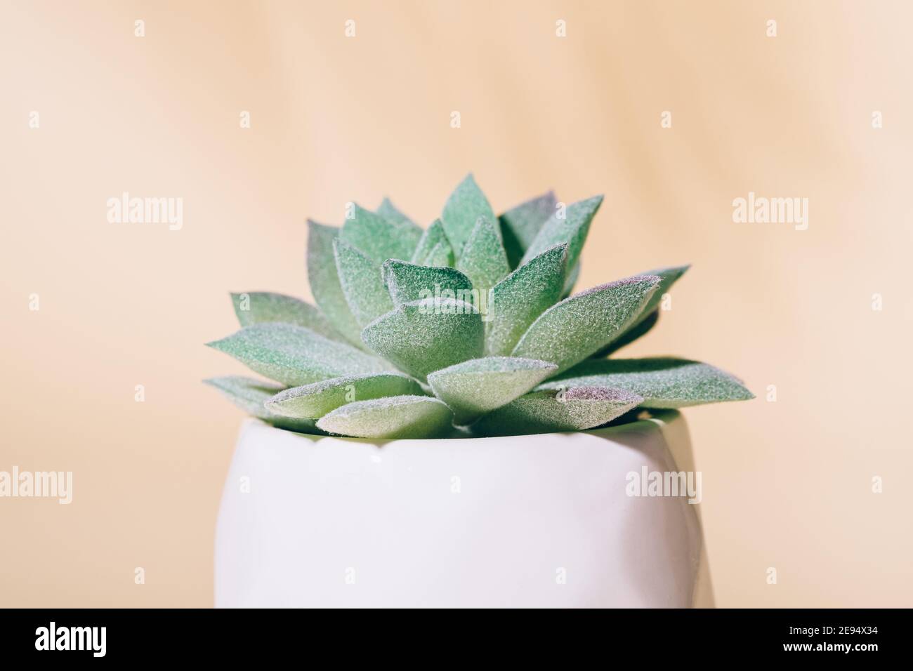 Künstliche Sukkulente Hauspflanze im Topf, Makro Stockfoto