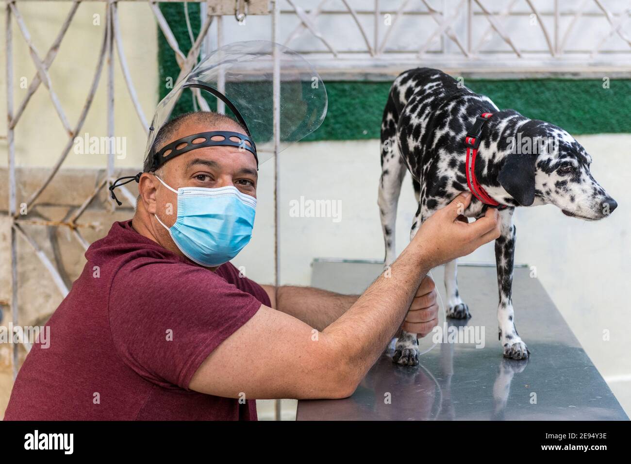 Besitzer eines dalmatinischen Hundes in einer privaten Tierklinik, das Tier erhält intravenöse Flüssigkeiten. Stockfoto